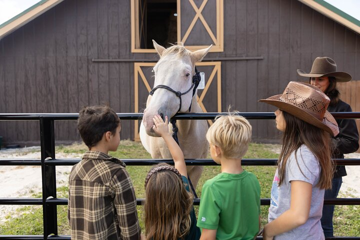 Horse Petting